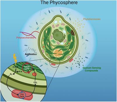 The phycosphere and its role in algal biofuel production